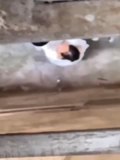 网曝黑料-偷吃禁果系列，二十位初中生稚嫩情侣校园黑料 校园里面 户外草丛 旁若无人激情啪啪